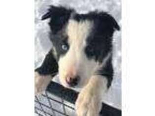 Border Collie Puppy for sale in Caledonia, NY, USA