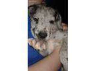 Great Dane Puppy for sale in Mansfield, OH, USA