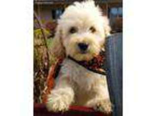 Goldendoodle Puppy for sale in Liberty, WV, USA