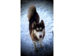 Siberian Husky Puppy for sale in Elwood, IL, USA