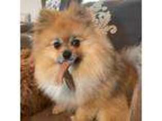 Pomeranian Puppy for sale in Youngsville, LA, USA