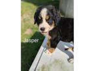 Bernese Mountain Dog Puppy for sale in Bonners Ferry, ID, USA