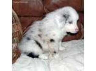Miniature Australian Shepherd Puppy for sale in Millfield, OH, USA