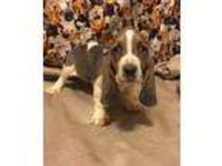 Basset Hound Puppy for sale in Longton, KS, USA