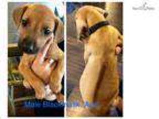 Rhodesian Ridgeback Puppy for sale in Austin, TX, USA