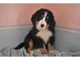Bernese Mountain Dog Puppy for sale in Nappanee, IN, USA