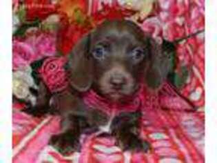 Dachshund Puppy for sale in Colorado Springs, CO, USA