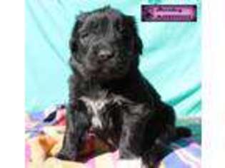 Newfoundland Puppy for sale in Lowell, VT, USA