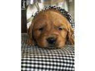 Golden Retriever Puppy for sale in Bloomfield, MO, USA