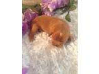 Cavalier King Charles Spaniel Puppy for sale in Fresno, CA, USA
