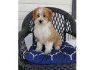 Goldendoodle Puppy for sale in Middletown, VA, USA