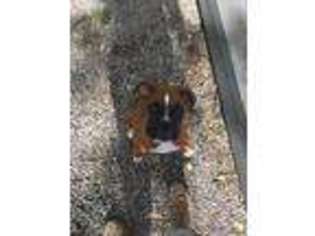 Boxer Puppy for sale in Middleburg, PA, USA