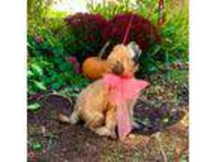 Soft Coated Wheaten Terrier Puppy for sale in Attleboro, MA, USA