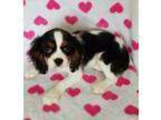 Cavalier King Charles Spaniel Puppy for sale in Wilmington, NC, USA