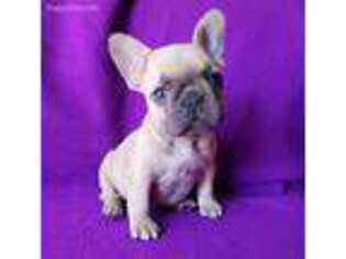 French Bulldog Puppy for sale in Linden, TN, USA