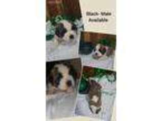 Saint Bernard Puppy for sale in Pleasantville, IA, USA