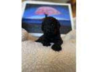 Labradoodle Puppy for sale in Atoka, OK, USA