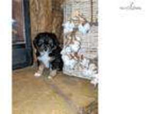Mutt Puppy for sale in Dothan, AL, USA