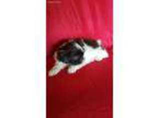 Mutt Puppy for sale in Bay Shore, NY, USA