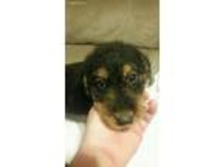 Airedale Terrier Puppy for sale in Winterset, IA, USA