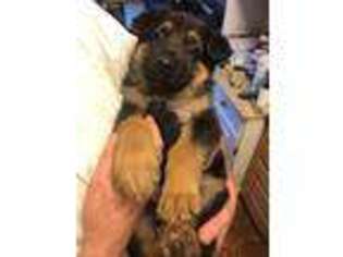German Shepherd Dog Puppy for sale in Spring Valley, NY, USA