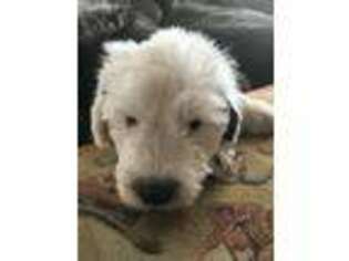 Old English Sheepdog Puppy for sale in Hot Springs, MT, USA