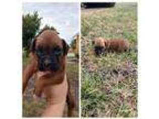 Boxer Puppy for sale in Beaver Crossing, NE, USA