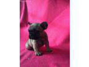 French Bulldog Puppy for sale in Lynch, NE, USA