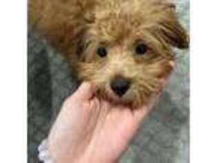 Mutt Puppy for sale in Astoria, NY, USA