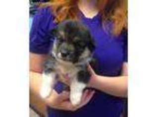 Pembroke Welsh Corgi Puppy for sale in Casper, WY, USA