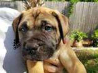 Bullmastiff Puppy for sale in Jacksonville, FL, USA