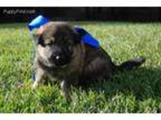 German Shepherd Dog Puppy for sale in Covington, GA, USA