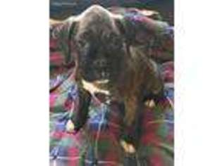 Boxer Puppy for sale in Marlette, MI, USA