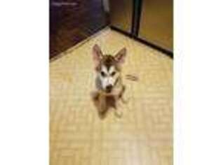 Native American Indian Dog Puppy for sale in Kittanning, PA, USA