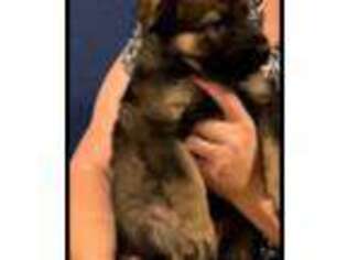 German Shepherd Dog Puppy for sale in Forney, TX, USA