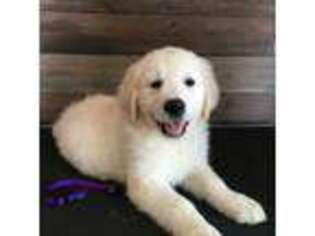Mutt Puppy for sale in Jackson, CA, USA