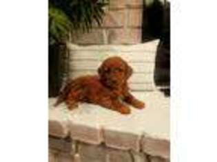 Goldendoodle Puppy for sale in Massapequa Park, NY, USA
