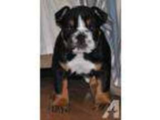 Bulldog Puppy for sale in FLORISSANT, MO, USA