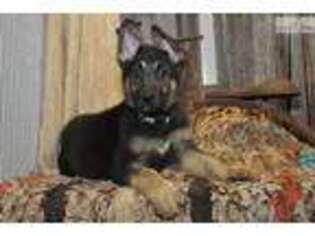 German Shepherd Dog Puppy for sale in Springfield, MO, USA