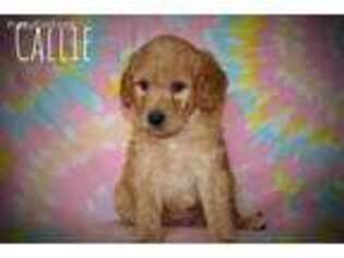 Labradoodle Puppy for sale in Plummer, ID, USA