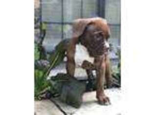 Olde English Bulldogge Puppy for sale in Alva, FL, USA