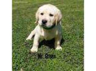 Labrador Retriever Puppy for sale in Uhrichsville, OH, USA
