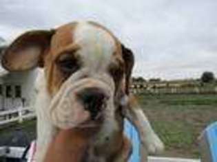 Bulldog Puppy for sale in Farmington, MI, USA