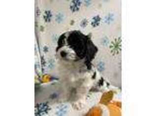 Poovanese Puppy for sale in Middlefield, OH, USA