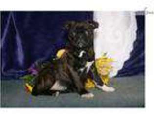 Buggs Puppy for sale in Harrisburg, PA, USA