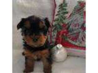 Yorkshire Terrier Puppy for sale in Longmont, CO, USA