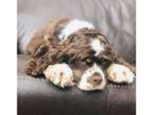 Cocker Spaniel Puppy for sale in Fort Lauderdale, FL, USA