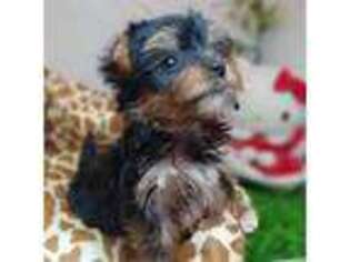 Yorkshire Terrier Puppy for sale in New Richmond, WI, USA