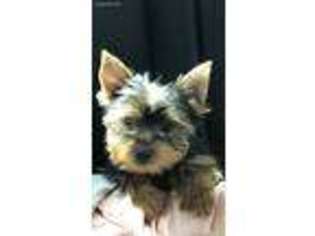 Yorkshire Terrier Puppy for sale in Clifton, TN, USA