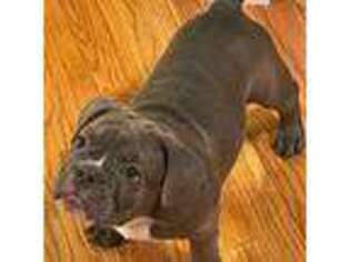 Bulldog Puppy for sale in Somerset, NJ, USA